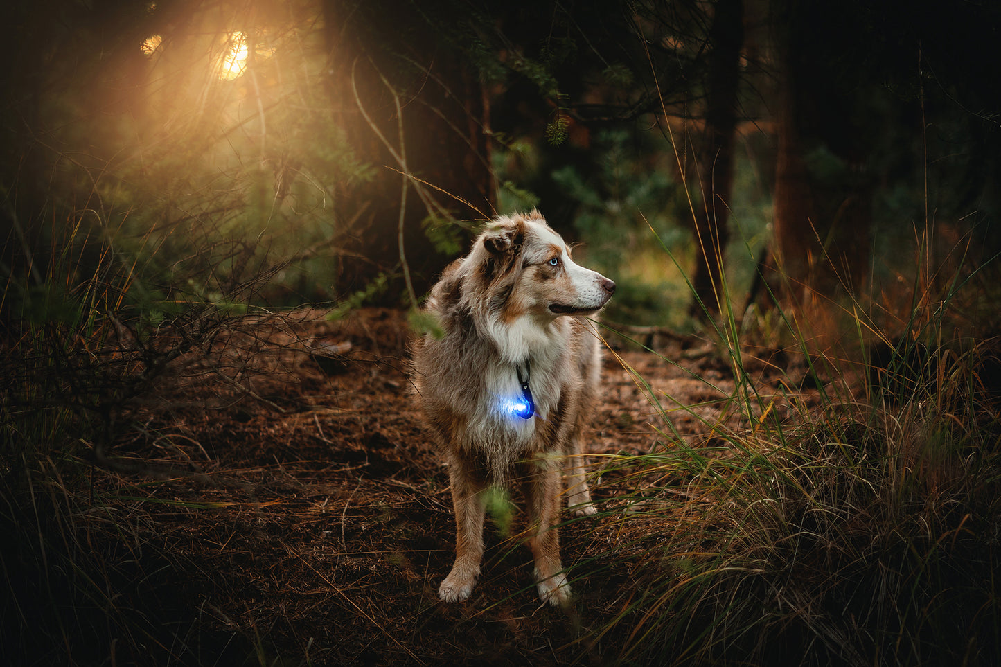 Orbiloc - Dog Dual Safety Light (Blue)