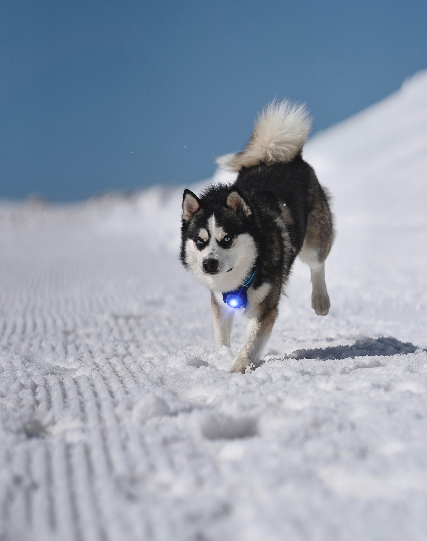 Orbiloc - Dog Dual Safety Light (Blue)