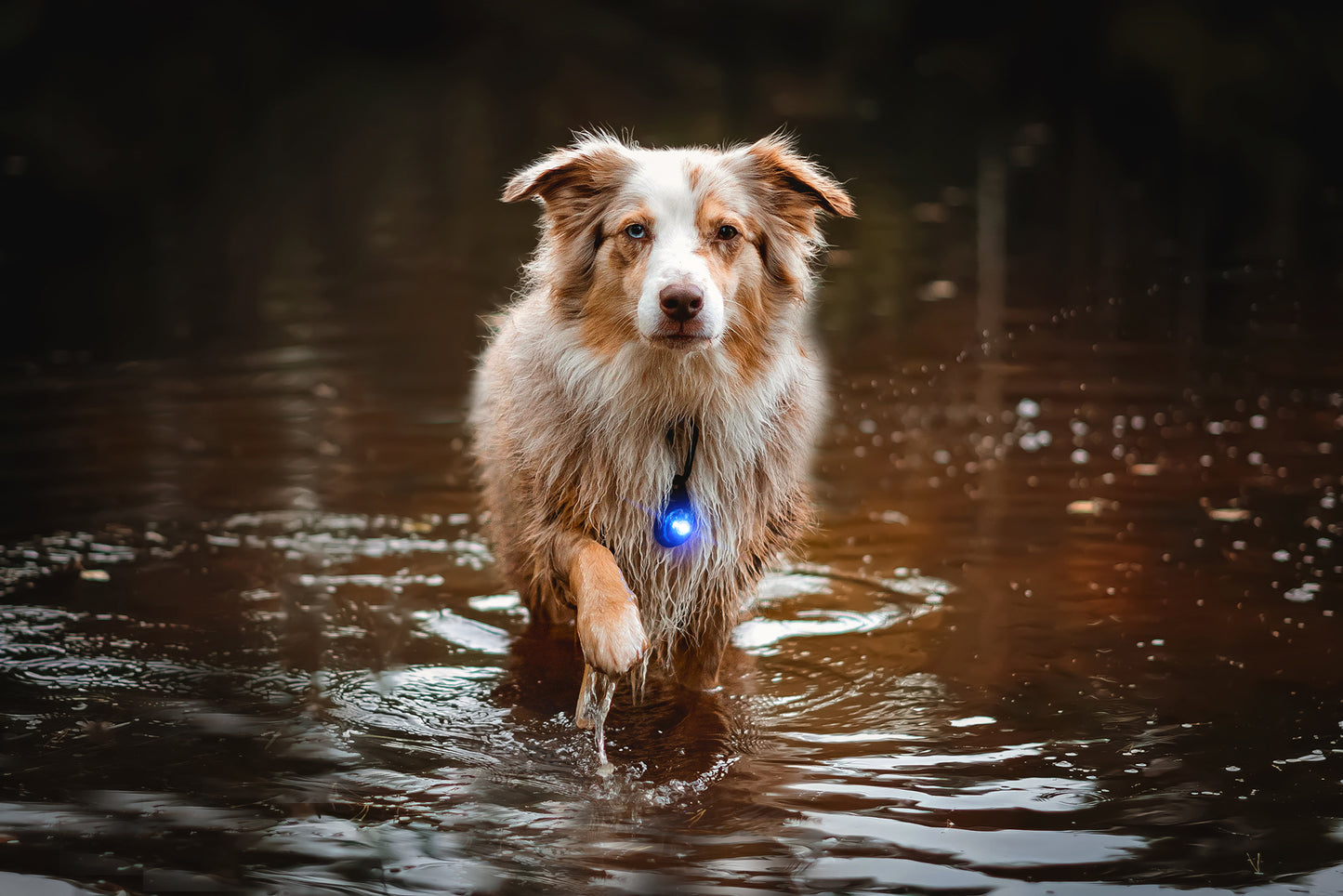 Orbiloc - Dog Dual Safety Light (Blue)