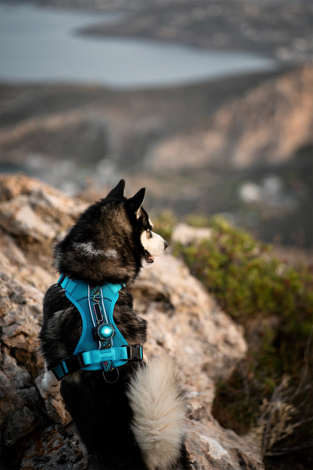 Orbiloc - Dog Dual Safety Light (Turquoise)