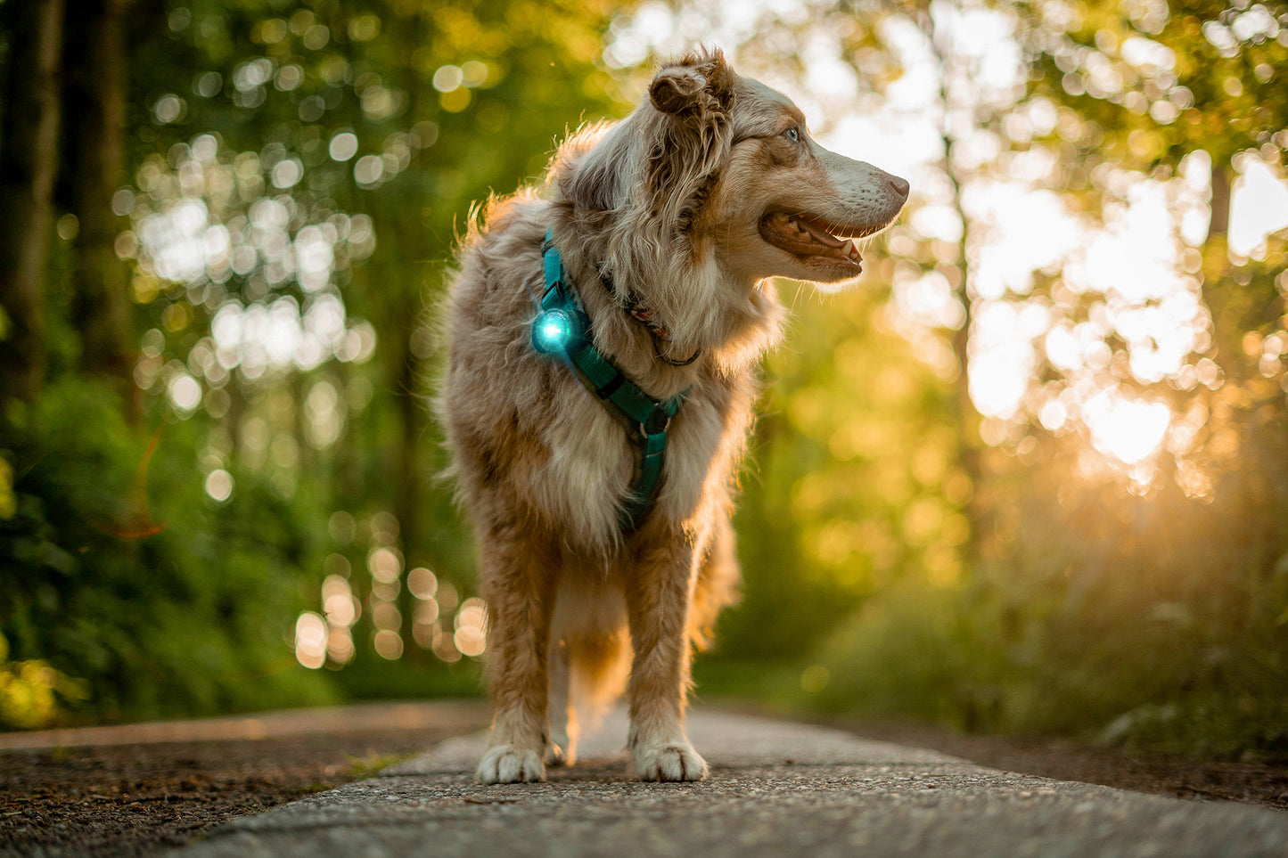 Orbiloc - Dog Dual Safety Light (Turquoise)