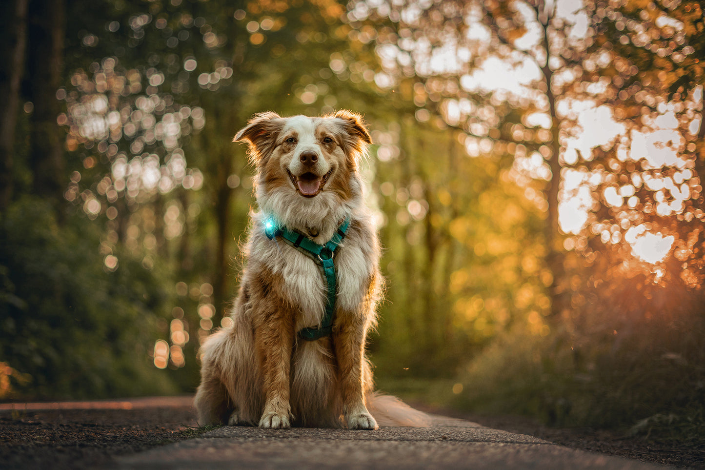 Orbiloc - Dog Dual Safety Light (Turquoise)