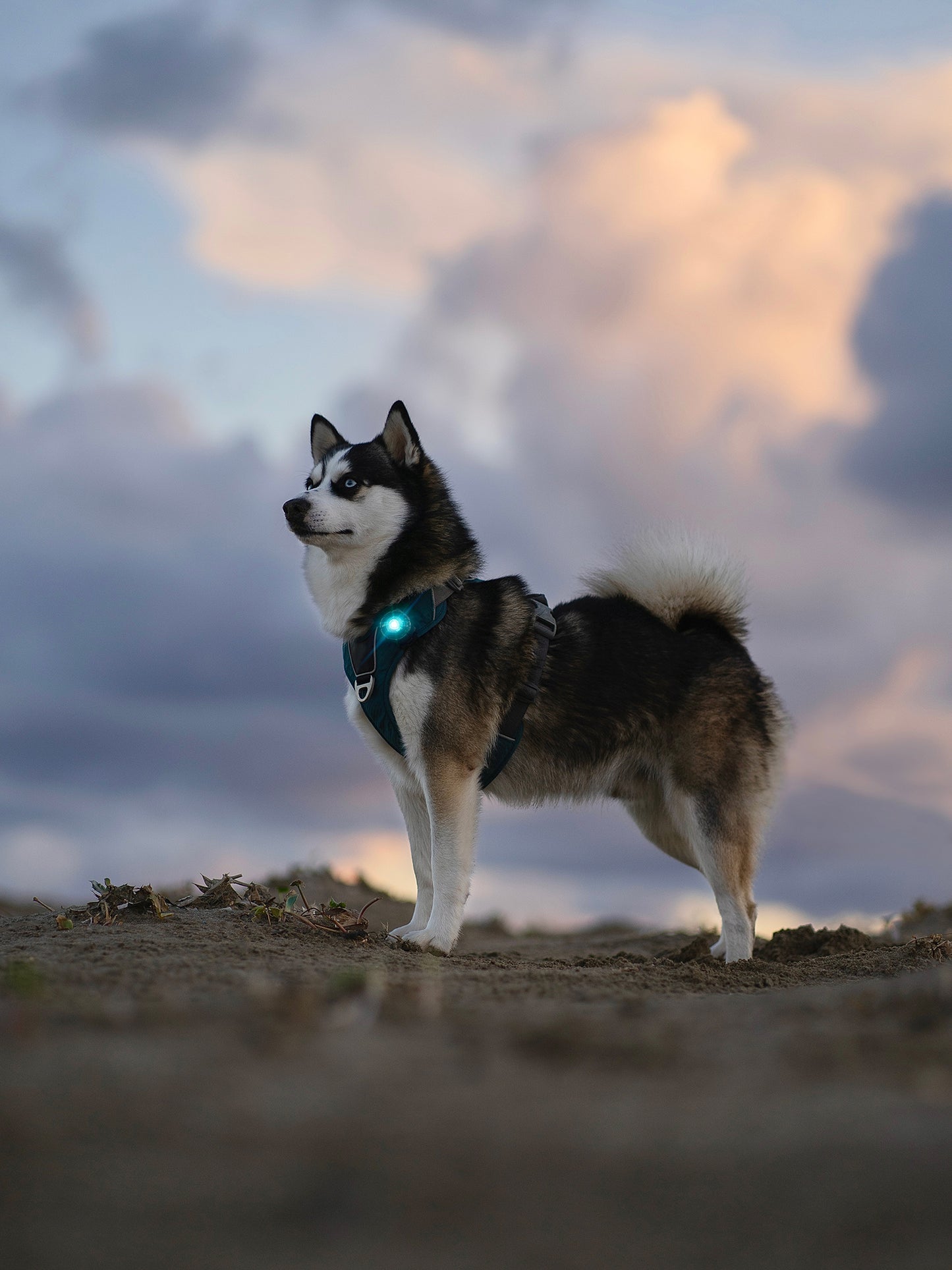 Orbiloc - Dog Dual Safety Light (Turquoise)