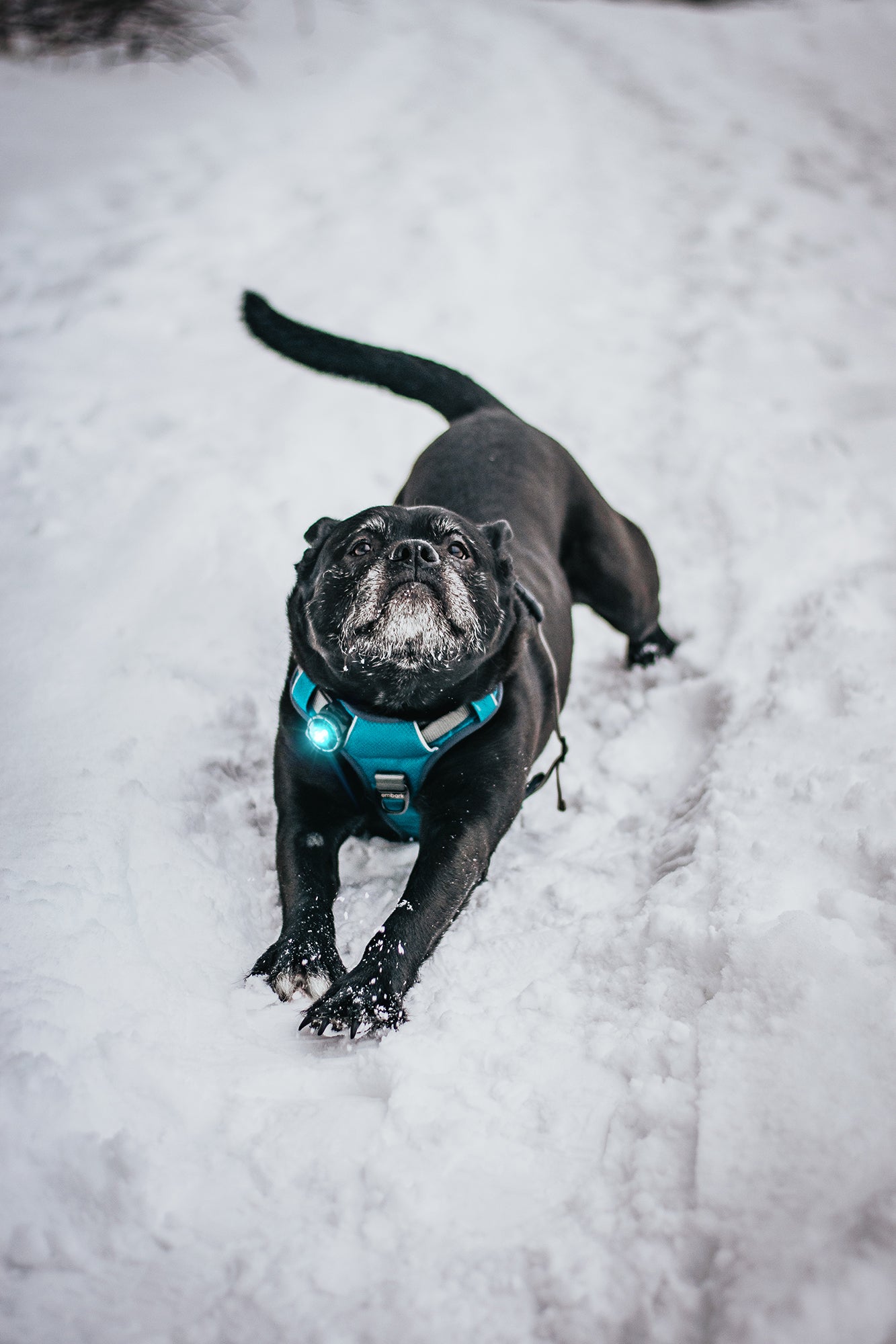 Orbiloc - Dog Dual Safety Light (Turquoise)