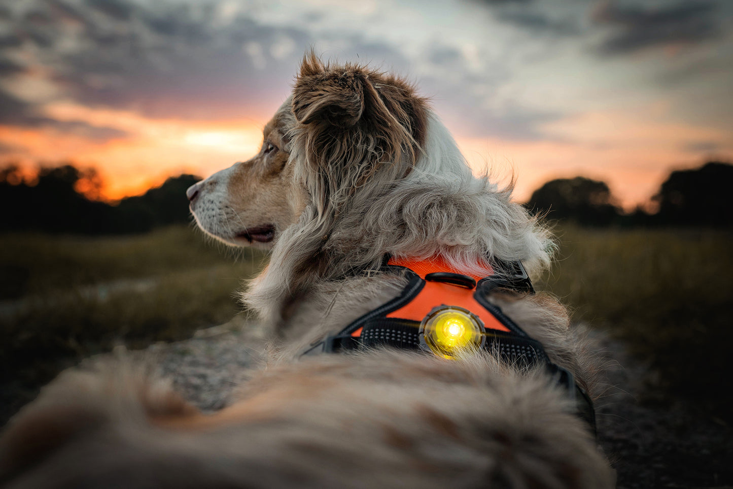 Orbiloc - Dog Dual Safety Light (Yellow)