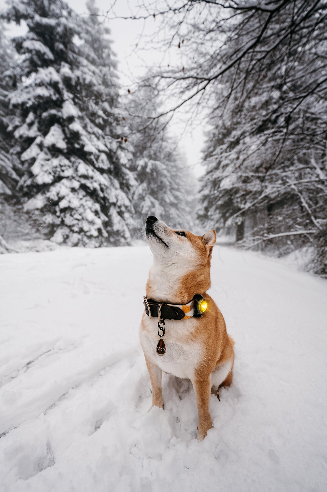 Orbiloc - Dog Dual Safety Light (Yellow)