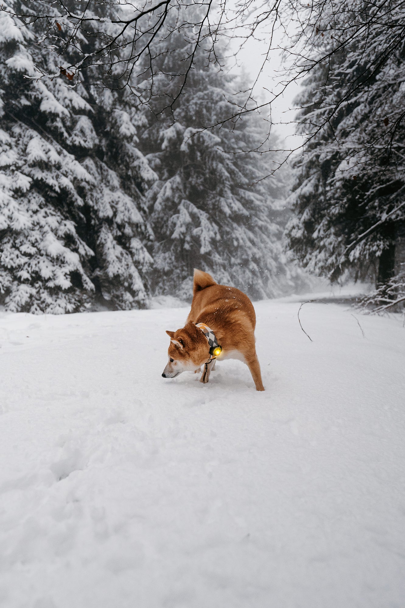 Orbiloc - Dog Dual Safety Light (Yellow)