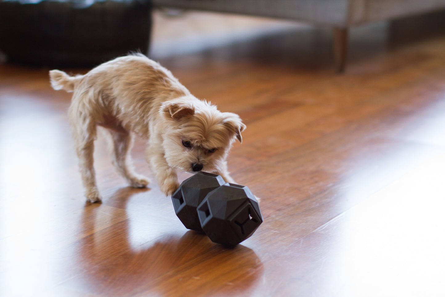 The Odin - Interactive Treat & Kibble Dispensing Toy (Lavender Purple)