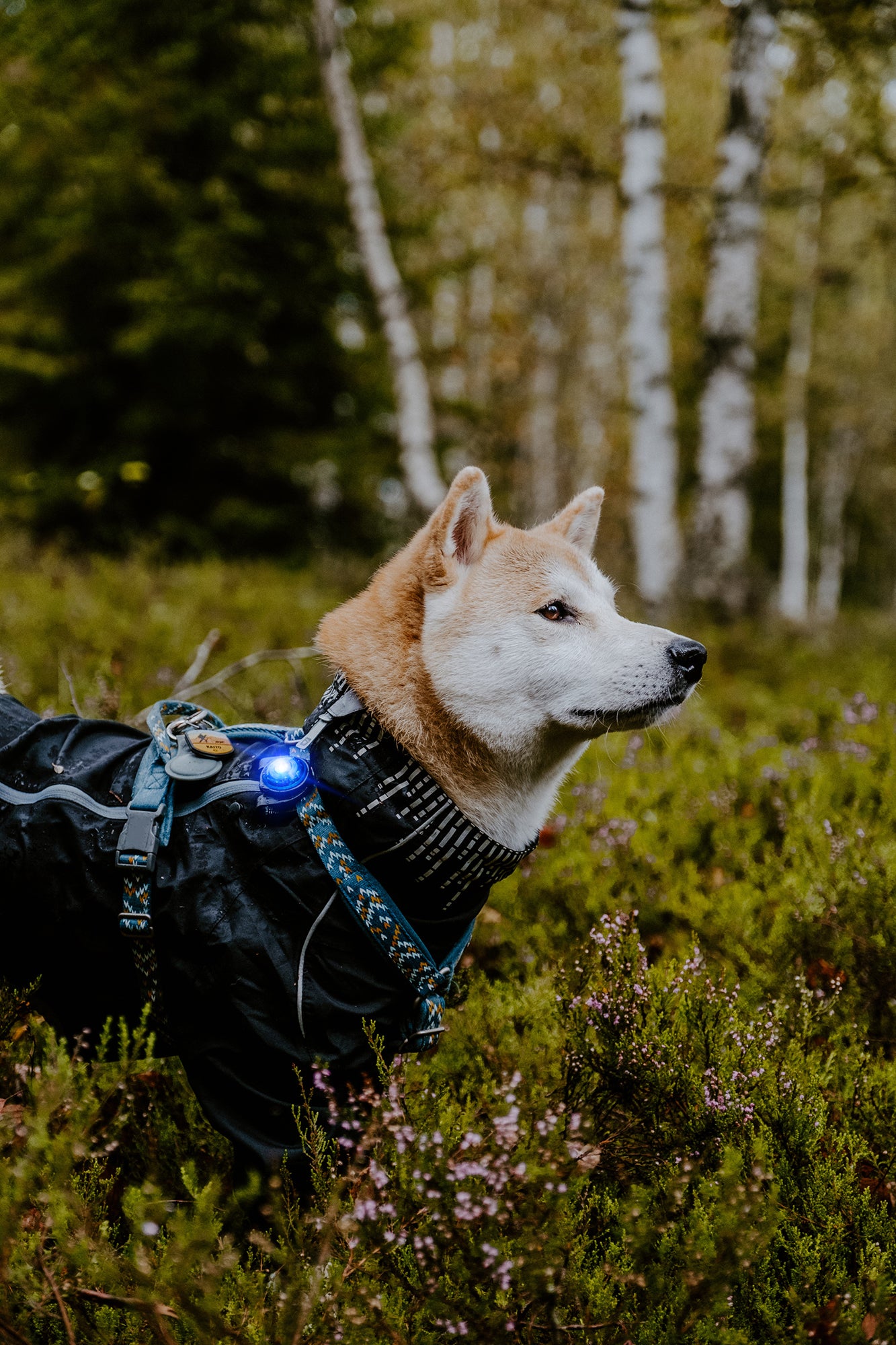 Orbiloc - Dog Dual Safety Light (Blue)