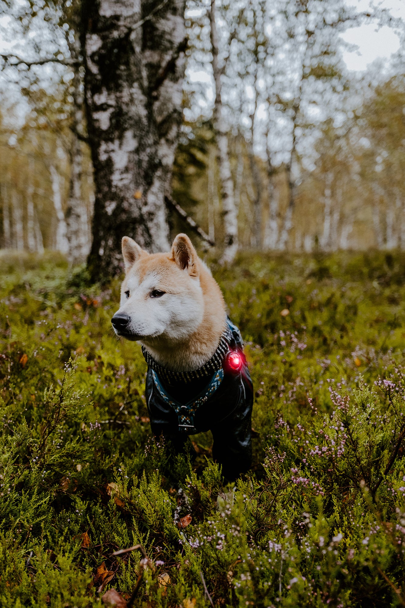 Orbiloc -  Dog Dual Safety Light (Red)